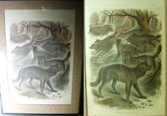 Lithographie Wolves of the Forest von 1866