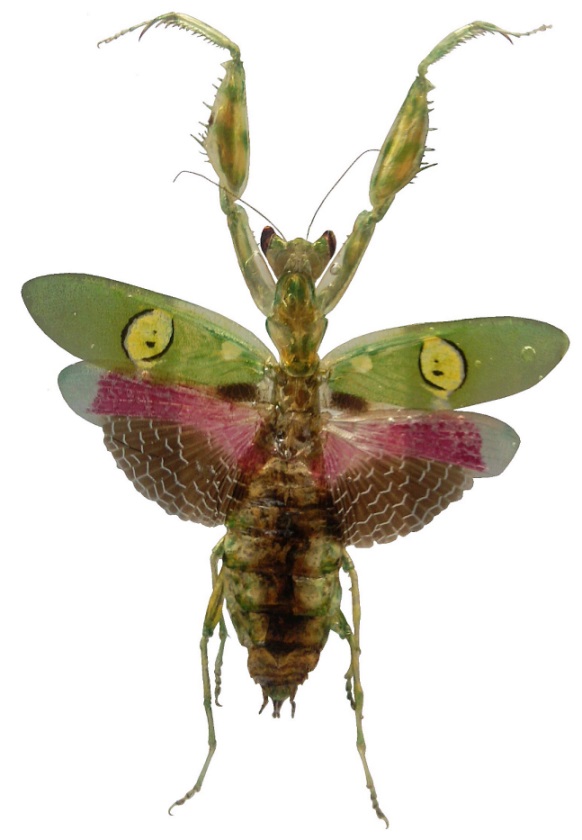 Groes Bild: Asiatische Bltenmantis (Perlenmantis)