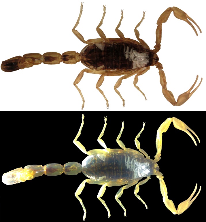 Groes Bild: Goldener China-Skorpion