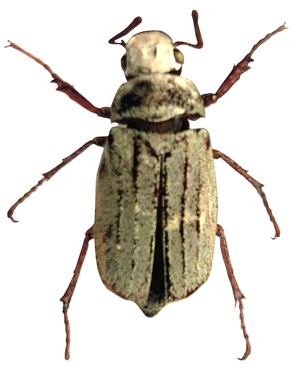 Groes Bild: Blatthornkfer (Melolonthinae)