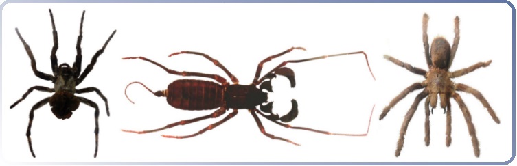 Kategoriebild Spinnentiere /Spinnen / Skorpione