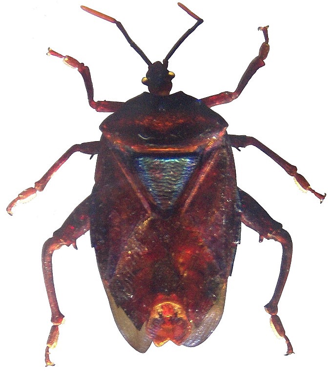Groes Bild: Mattiphus-Schildwanze