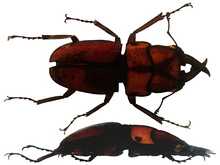 Groes Bild: Prosopocoilus-Hirschkfer