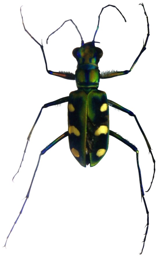 Groes Bild: Prparat Sandlaufkfer (cicindela sp.)
