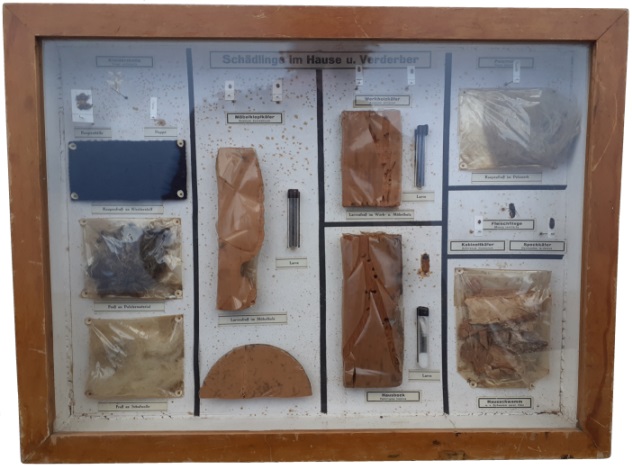 Groes Bild: Schaukasten Schdlinge im Hause u. Verderber (Lehrmittel)