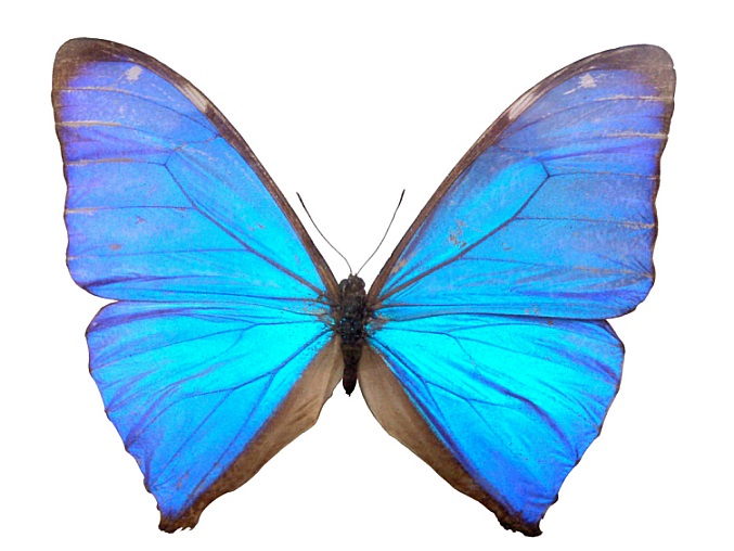 Groes Bild: Schmetterling Morpho aega