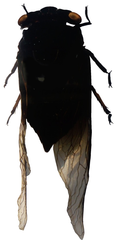 Groes Bild: Schwarze Singzikade (cicadatra atra)