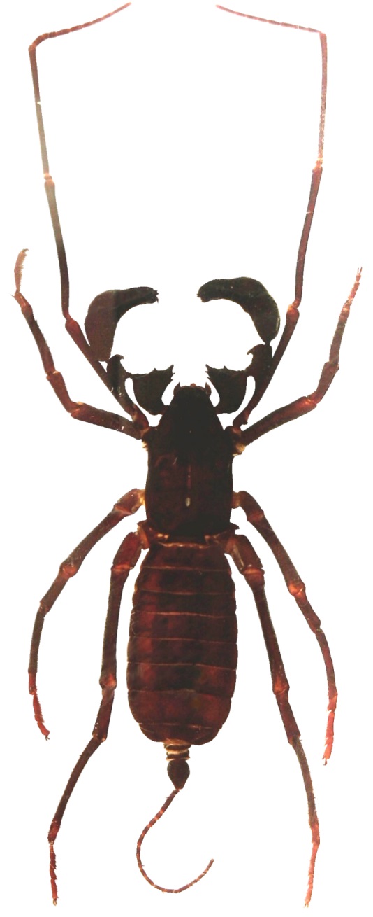 Groes Bild: Skorpionspinne
