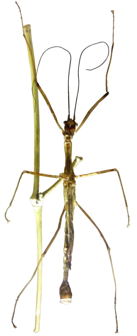 Groes Bild: Stabinsekt (Phasmatidae)