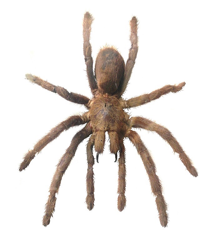Groes Bild: Vogelspinne (Kamerun)