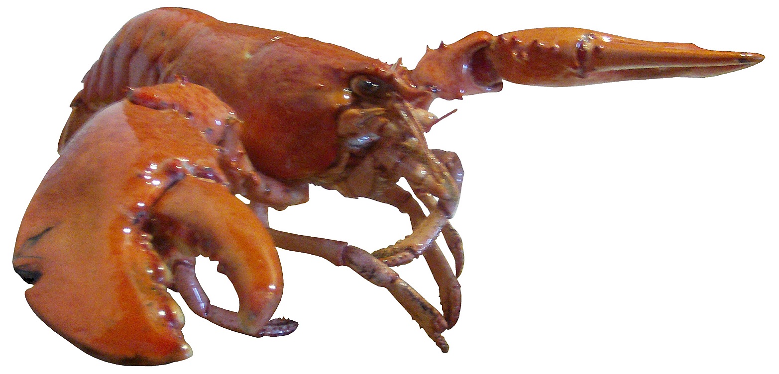 Amerikanischer Hummer
