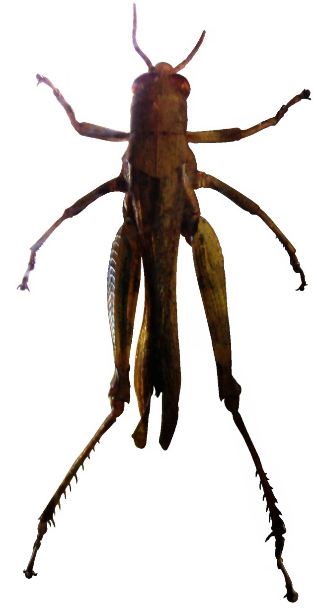 Feldheuschrecke