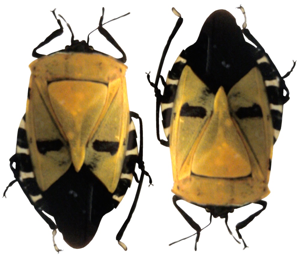 Catacanthus-Schildwanze