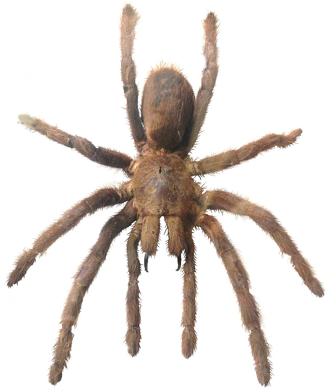 Vogelspinne (Kamerun)