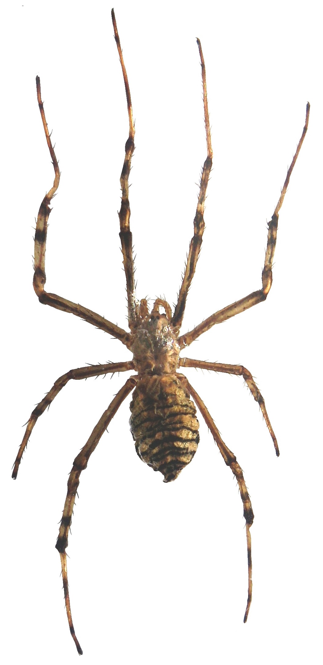 Wespenspinne
