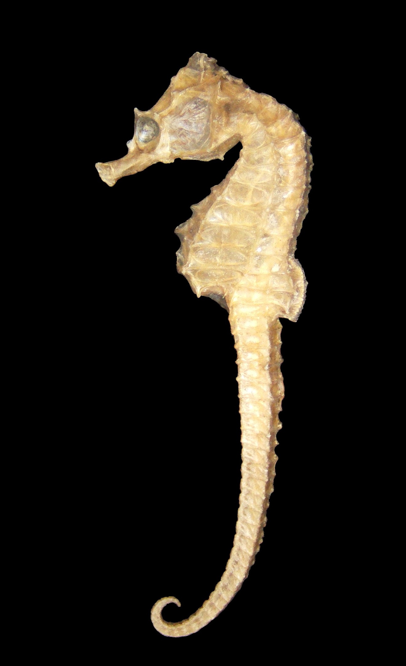 Seepferdchen