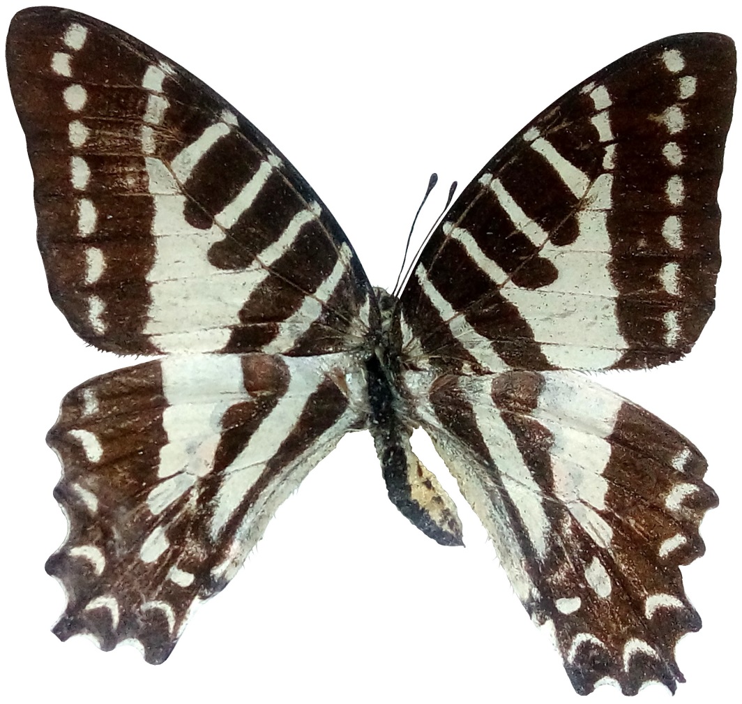 Ritterfalter