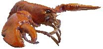 Amerikanischer Hummer
