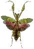 Bltenmantis