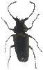 Autokratkfer (trictenotoma sp.)
