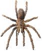 Vogelspinne (Kamerun)