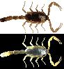 Goldener China-Skorpion