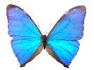 Schmetterling morpho aege