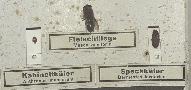 Prparate von Fleischfliege (Musca vomitoria), Kabinettkfer (Anthrenus museorum) und Speckkfer (Dermestes lardarius)